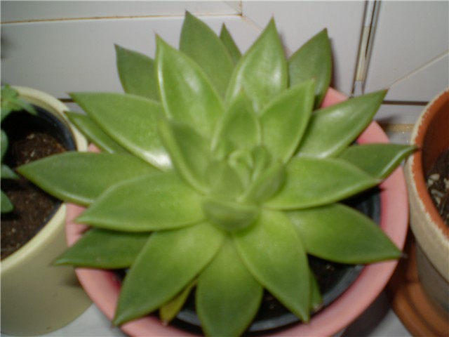 sukulent